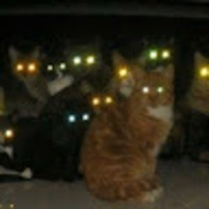 Meet your Posher, Ren